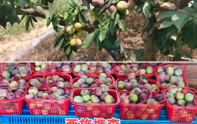 厌倦了朝九晚五？开价呱果鲜丰水果店让你为自己打工！